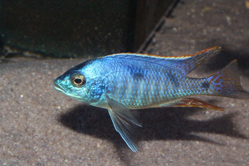Hemitilapia oxyrhynchus